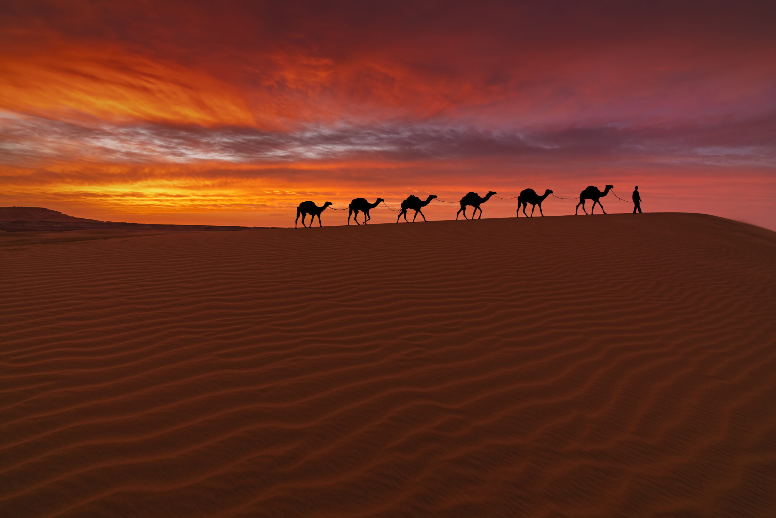 Camel caravan in the desert on a sand dune at sunset. Arid landscape of the Sahara desert